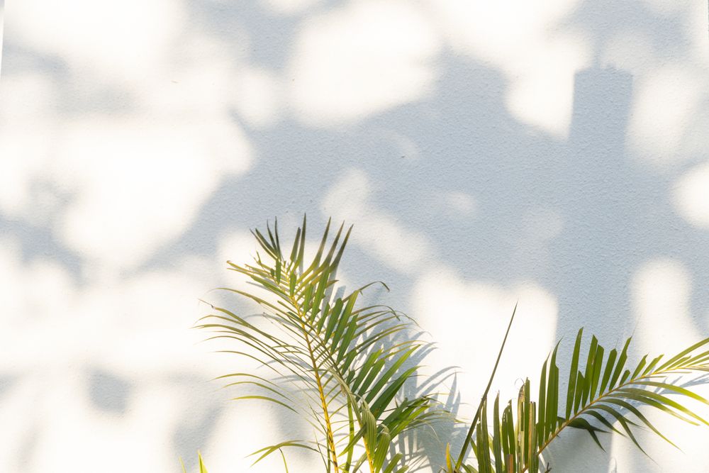 Plant against a plain wall texture background with sun light, Abstract natural tree leaves shadow mockup