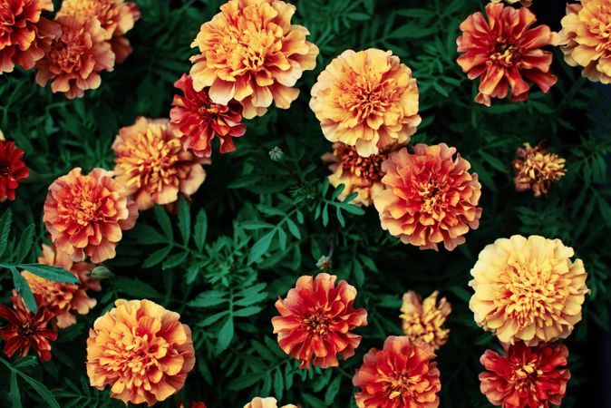 Top view of blooming marigold flowers