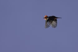 Vermilion flycatcher in flight in Tucson, Arizona