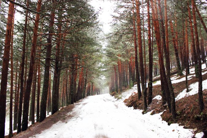 Snowy path in conifer forest