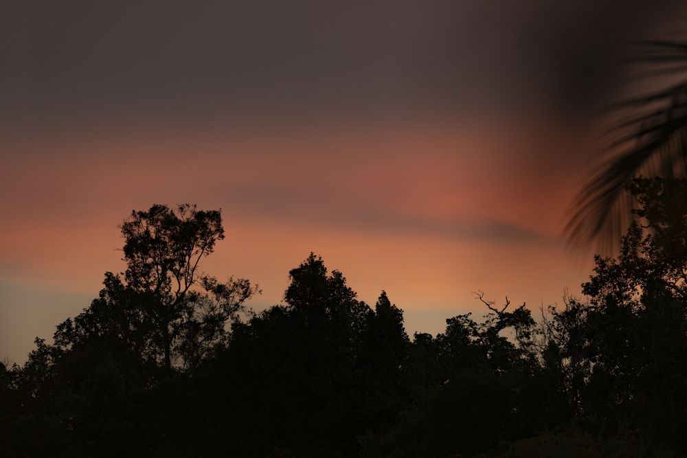 Orange sunset and silhouette of rainforest trees in the Raja Ampat Islands, West Papua, Indonesia