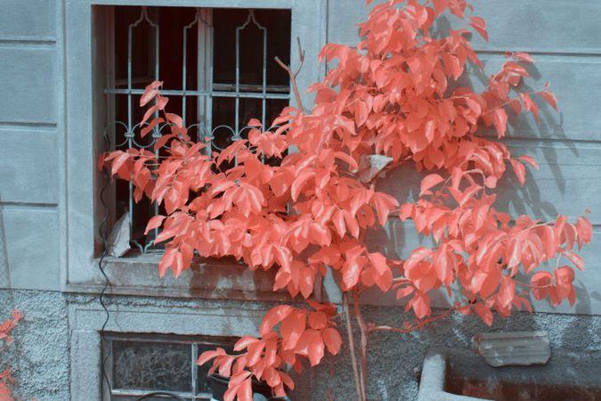 Infrared trees near suburban houses