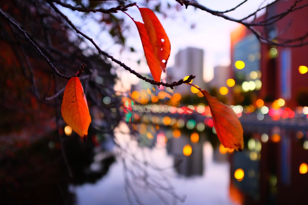 Close-up shot of brown tree leaves at sunset