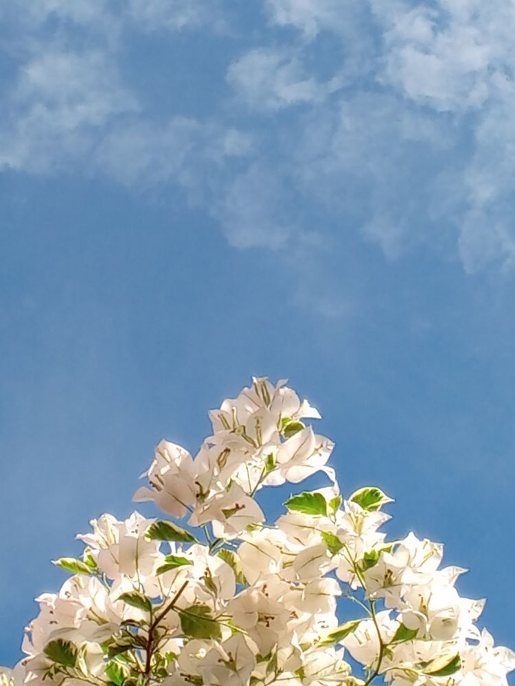 Flower with blue sky background