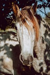 Horses pasturing on meadow