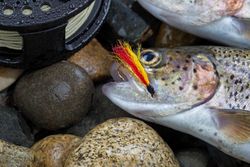 Trout fly with trout
