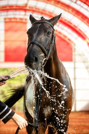Horse drinking from hose in arena