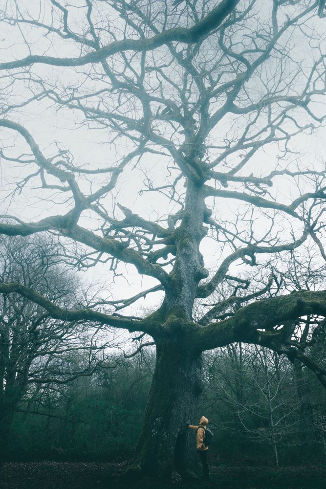 Traveller standing beside old tree covered by moss