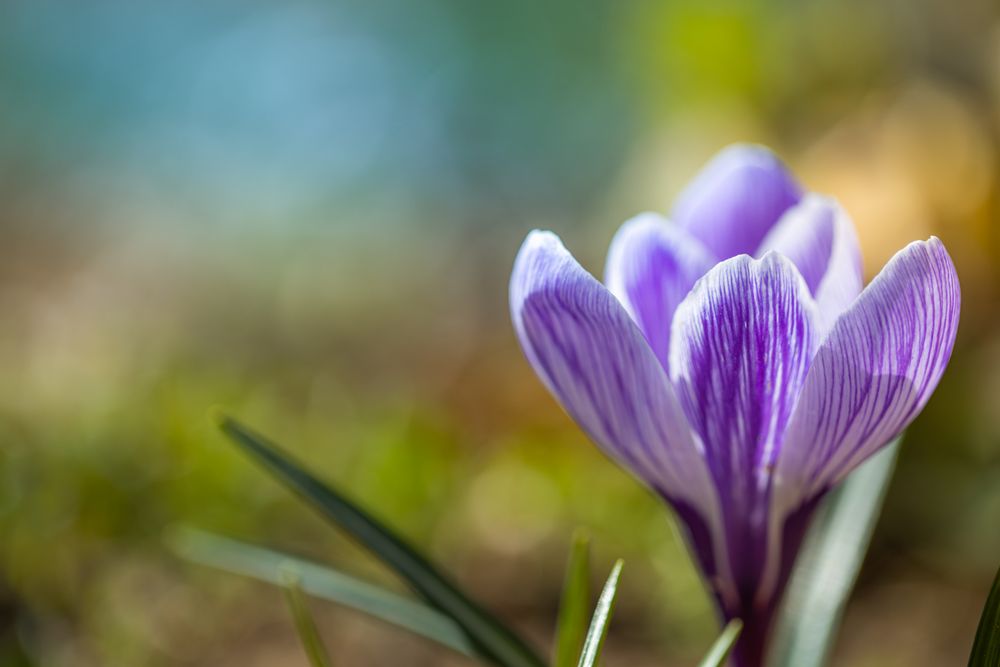 Close up of crocus emerging