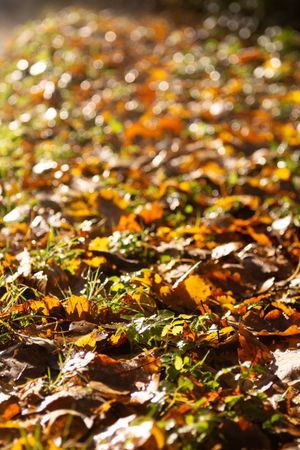 Autumn Leaves on Ground with Golden Light
