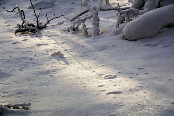 Twigs on ground covered with snow in woods