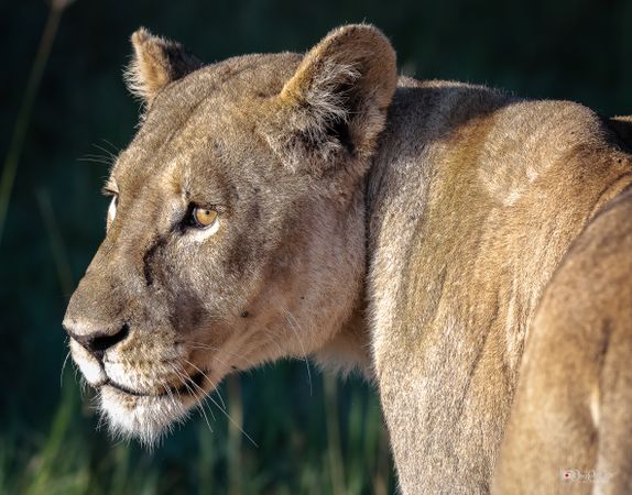 Brown lioness in close up