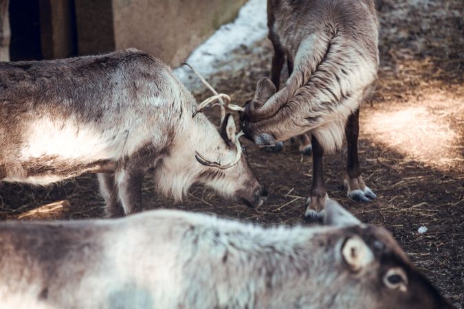 Deer fighting on yard