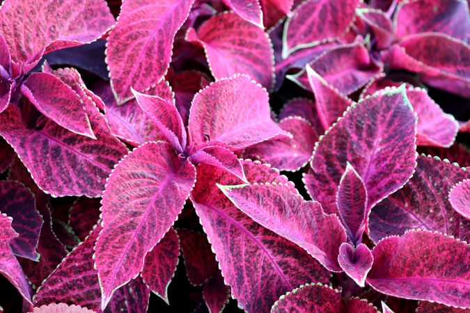 Plant with pink leaves close up.