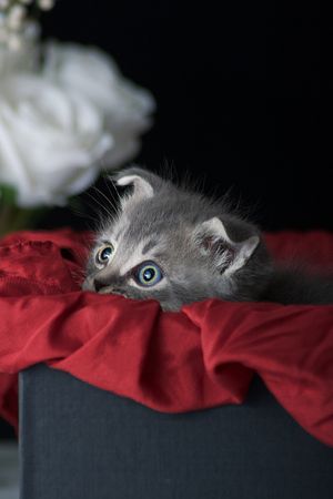 Gray kitten on red textile in a box