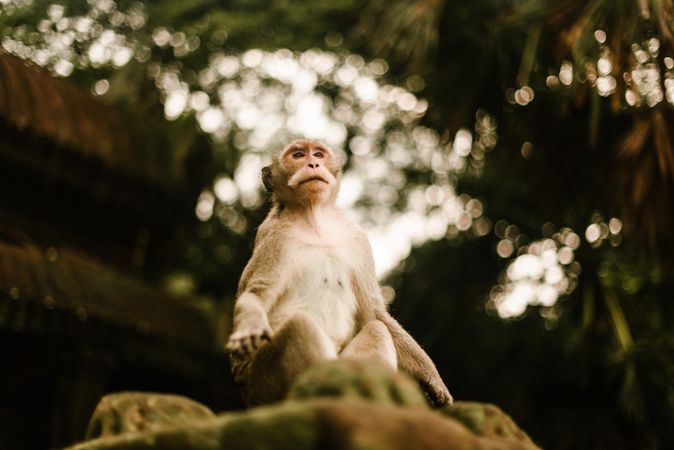 Monkey sitting on stones