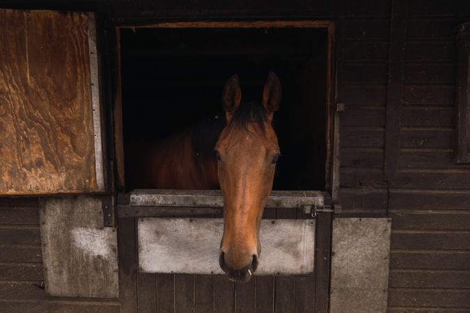 Brown horse in wooden stable