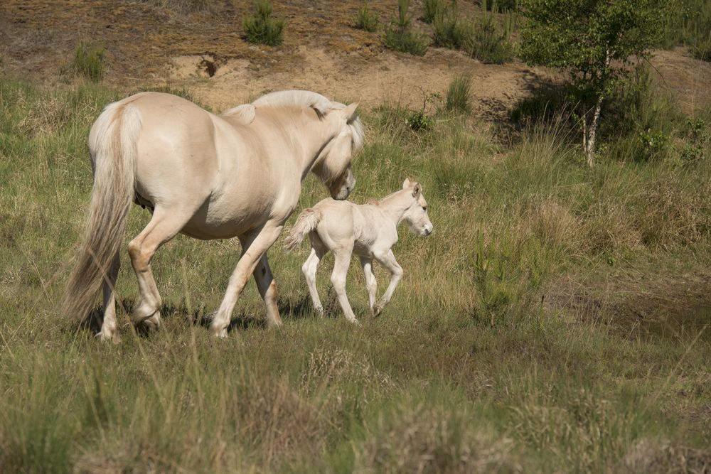 Cute young foal and mare of a Fjord horse on a sunny day