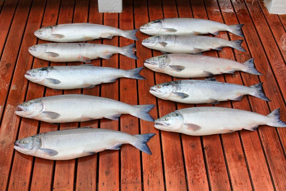 Red salmon on deck