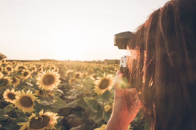 Person photographing sunflower on camera
