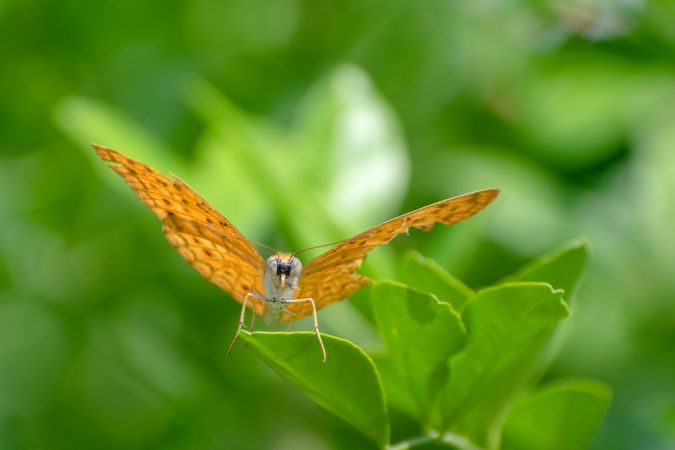 A beautiful orange Common Leopard Butterfly perched on a leaf at a park in Mumbai, India