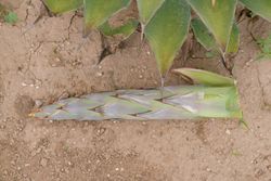 Cut succulent plant sprout on dried ground