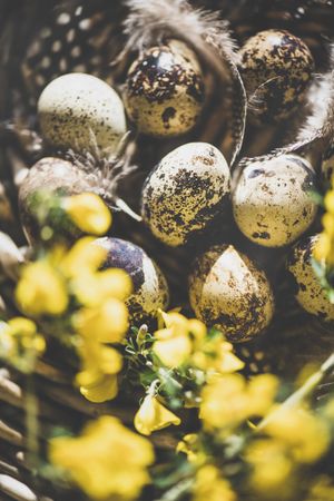 Quail eggs with feather and yellow flowers in basket, close up