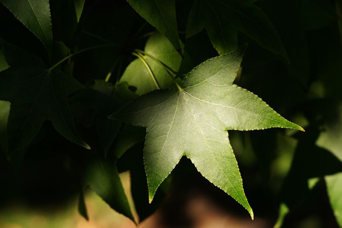 close up of fresh green foliage