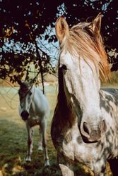 Horses pasturing on meadow