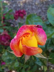 Yellow and fuscia rose