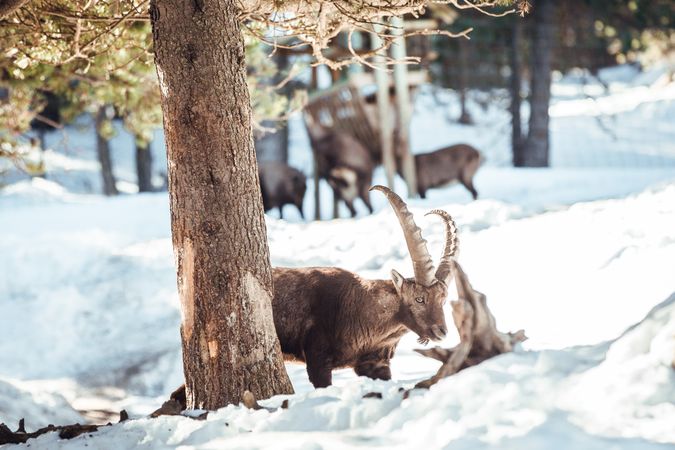 Wild goats pasturing near tree between snow