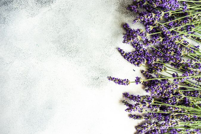 Fresh lavender flowers in a row on side of frame