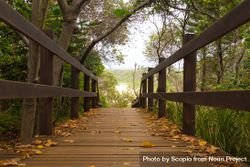 Brown wooden bridge covered with tree leaves 5zGON4