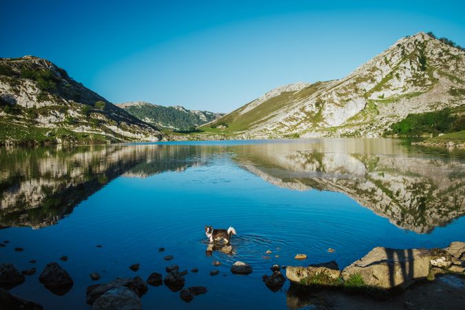 Border Collie dog on lake rocky shore in water against green rocky hills in fair weather