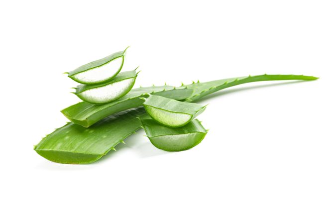 Aloe vera slices isolated on studio background. Herbal medicine
