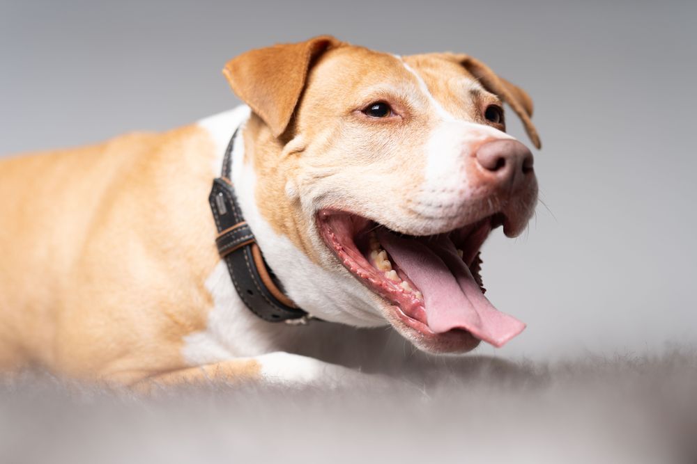 English bulldog with mouth open on rug