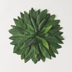 Green leaves in circle on light background
