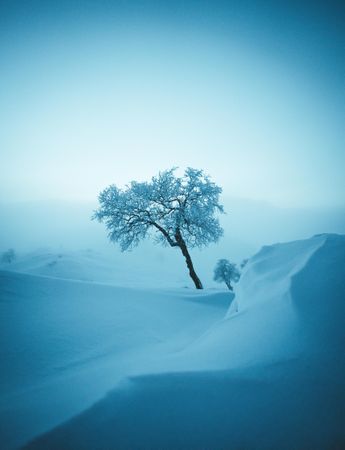 Bare tree covered in snow