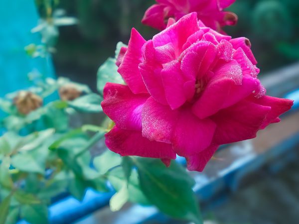 Beautiful blossom pink rose