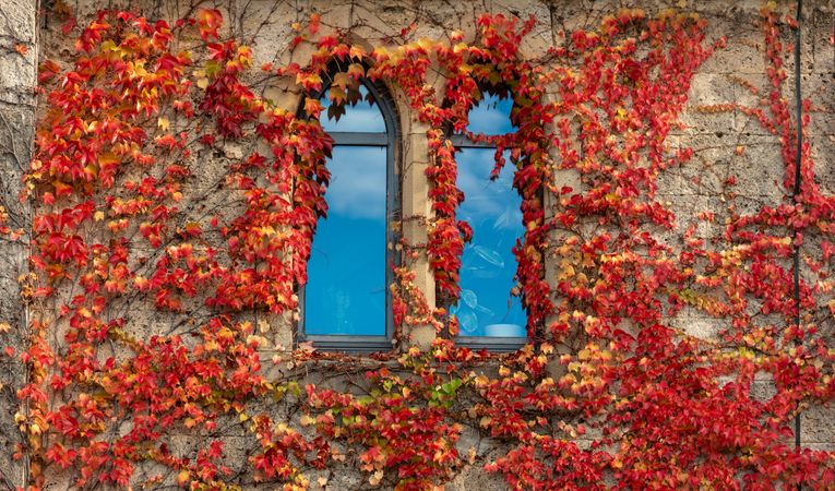 Autumn vine leaves covering medieval house facade