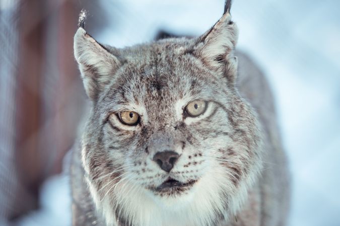 Lynx on hill near stones and snow