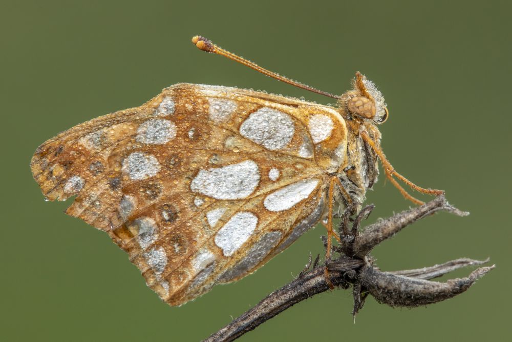 Brown butterfly perch on tree branch