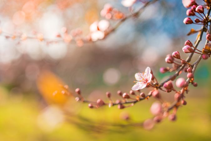 Beautiful pink cherry blossom branch with flower and buds, square