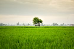 Lush green grass with trees on foggy day in Indonesia