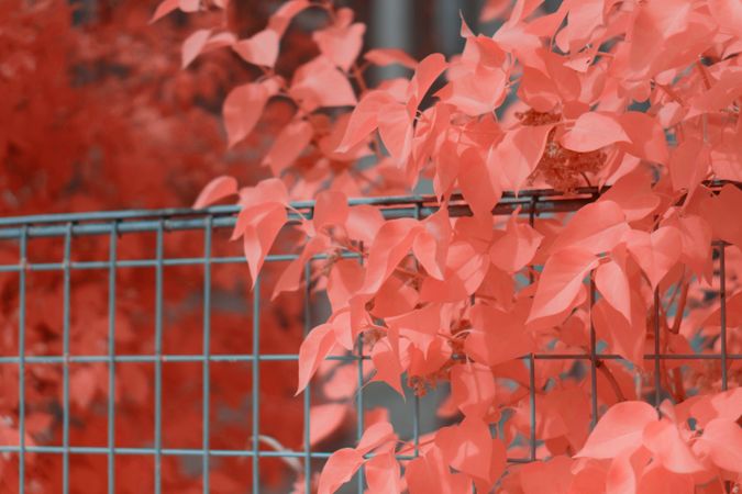 Infrared leaves near lumber fence