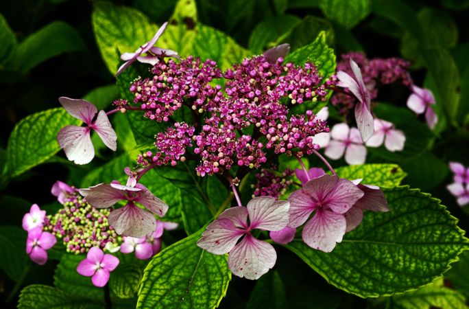 Purple flowers on bush