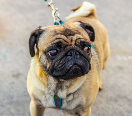 Fawn pug with blue leash outdoor