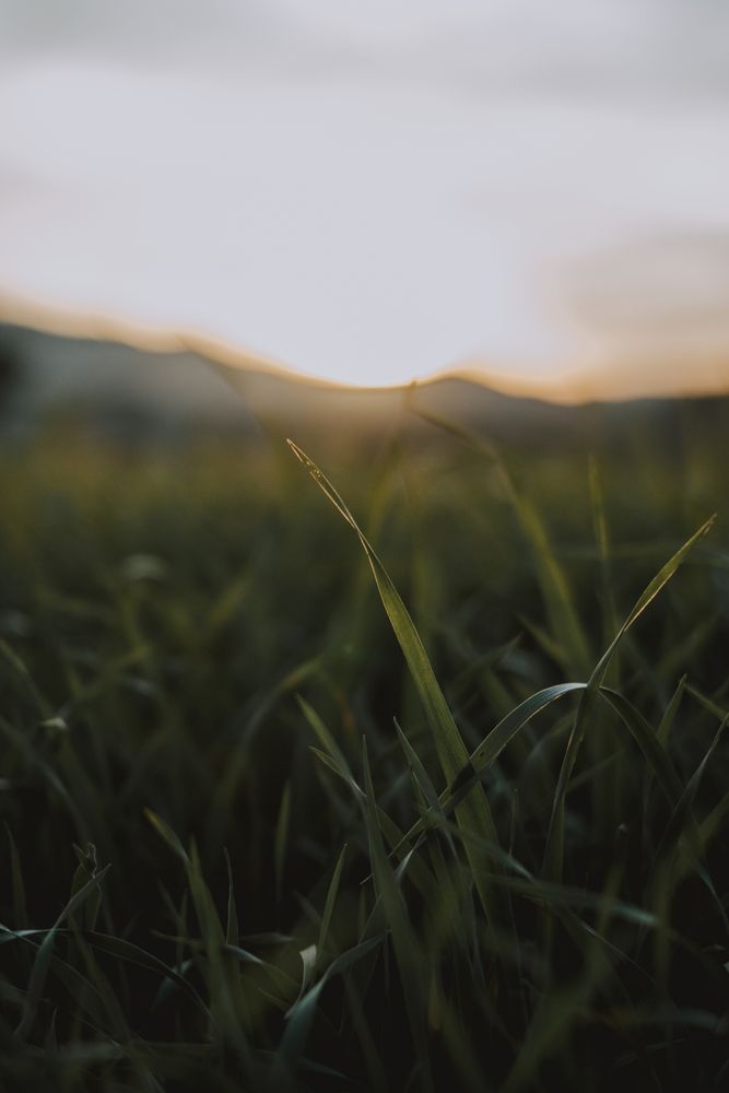 Green fresh plant on field