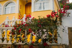 Beautiful flowers near old building