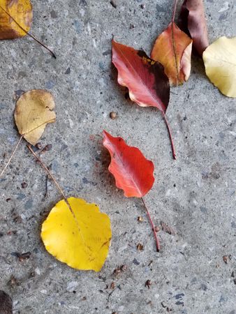 Red, yellow, and brown leaves on concrete, landscape
